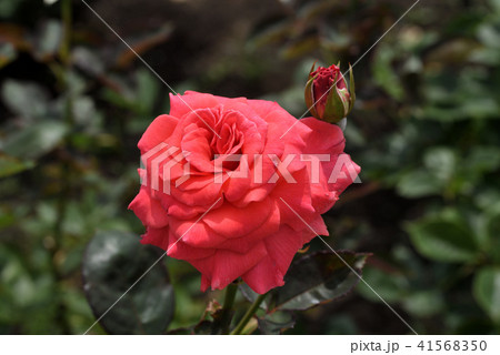 バラ（ポリネシアン・サンセット） 41568350