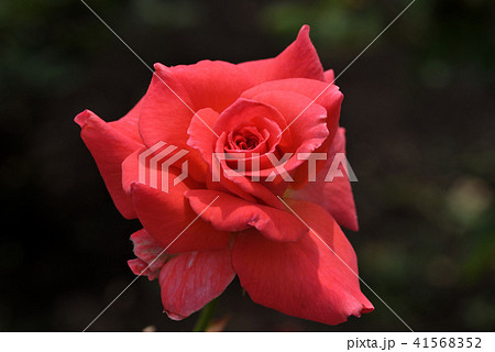 バラ（ポリネシアン・サンセット） 41568352