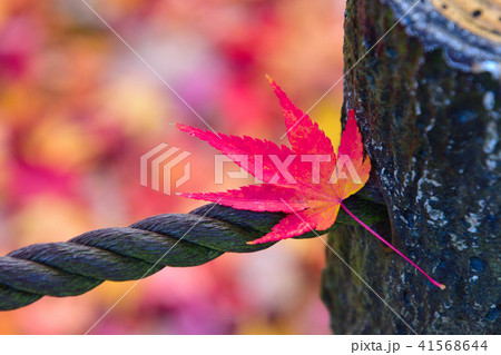 秋 紅葉 一葉 秋 紅葉 一葉 41568644