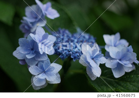 梅雨空のアジサイ。 41568675