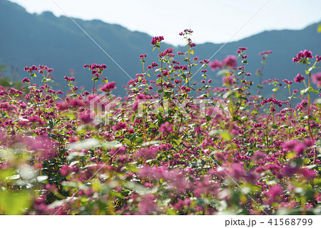 赤そばの花 赤そばの花 41568799