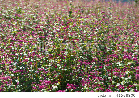赤そばの花 41568800