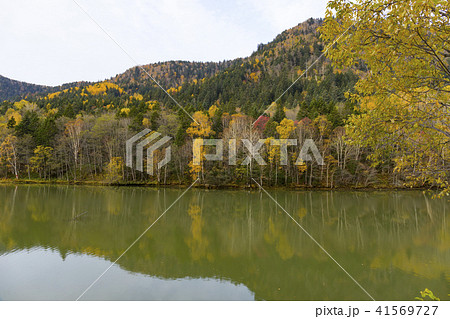 大雪山系の紅葉 41569727