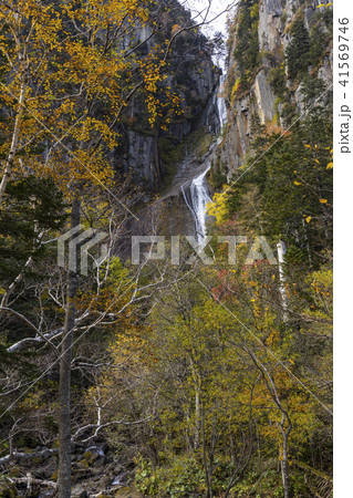 大雪山系の紅葉 41569746