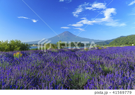 富士山　ラベンダー 41569779