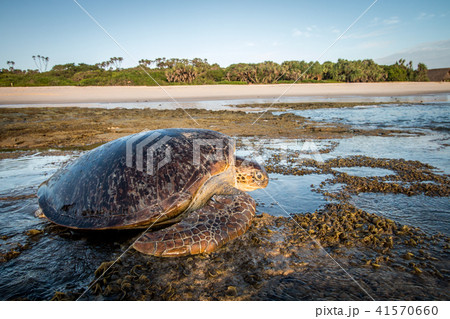 Female Green sea turtle on the beach. Female Green sea turtle on the beach. 41570660