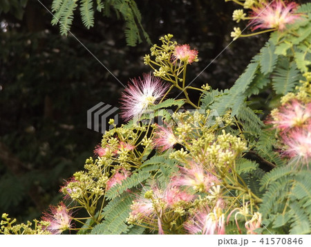 ネムノキの花の写真が撮れました 41570846