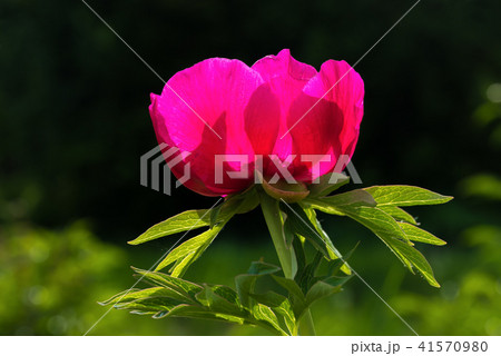 Flowering red and burgundy Peony Flowering red and burgundy Peony 41570980