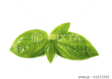 バジル 41571503