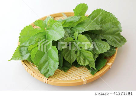 桑の葉 桑の葉 41571591