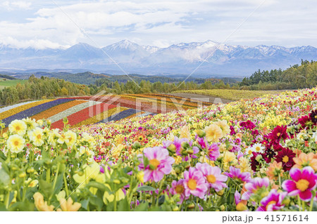 四季彩の丘 41571614
