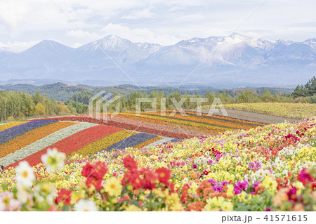 四季彩の丘 41571615