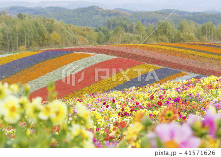 四季彩の丘の写真素材 [41571626] - PIXTA
