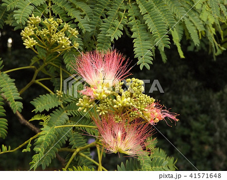 ネムノキの花の写真が撮れました 41571648