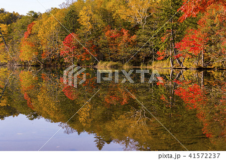 オンネトー湖 紅葉 オンネトー湖 紅葉 41572237