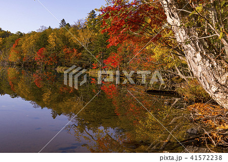 オンネトー湖　紅葉 41572238