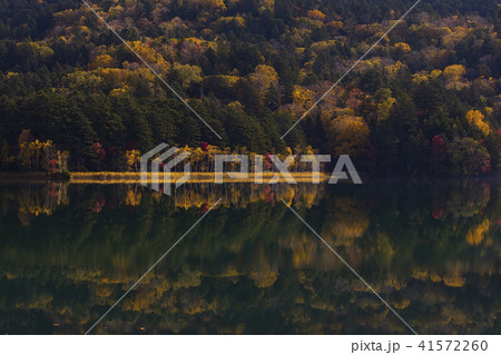 オンネトー湖　紅葉 41572260