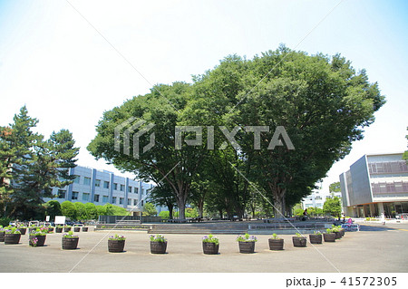 東京学芸大学 小金井市 東京学芸大学 小金井市 41572305