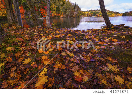 北海道　紅葉 41572372