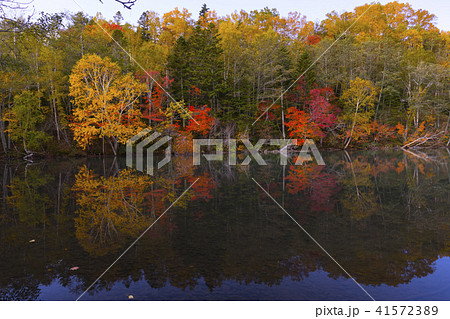 北海道 紅葉 北海道 紅葉 41572389