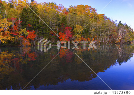 北海道　紅葉 41572390