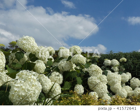 ハイドランジアアナベルというアジサイの白い花の写真素材