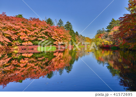 （長野県）雲場池の紅葉　池に映り込む秋 41572695