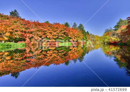 (長野県)雲場池の紅葉 池に映り込む秋 (長野県)雲場池の紅葉 池に映り込む秋 41572699