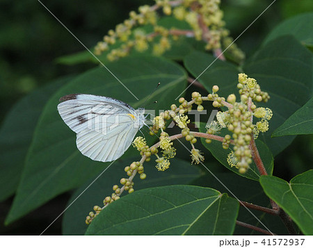 スジグロシロチョウ 41572937