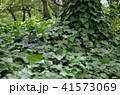 葉　生い茂る 41573069