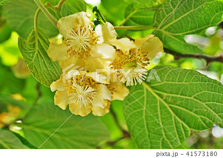 黄色のキウイの花の写真素材