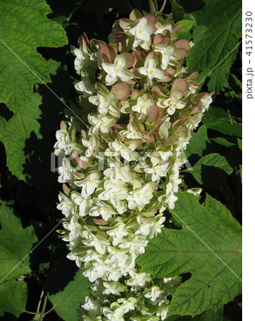 カシワバアジサイ 41573230