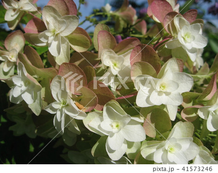 カシワバアジサイ カシワバアジサイ 41573246