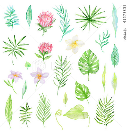 Watercolor set of tropical flowers Watercolor set of tropical flowers 41573355