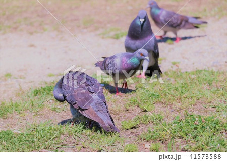 ハト 41573588