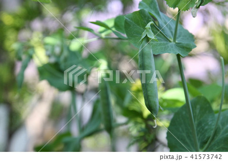 さやえんどう 41573742