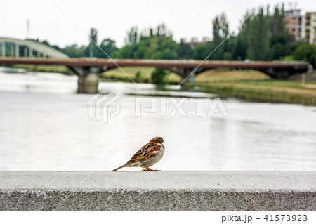 Sparrow in the city Sparrow in the city 41573923