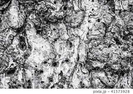 Background of conifer tree bark, colorless Background of conifer tree bark, colorless 41573928
