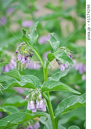 薄紫色のコンフリーの花 41574296