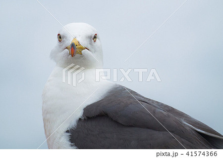 見据える海猫 41574366