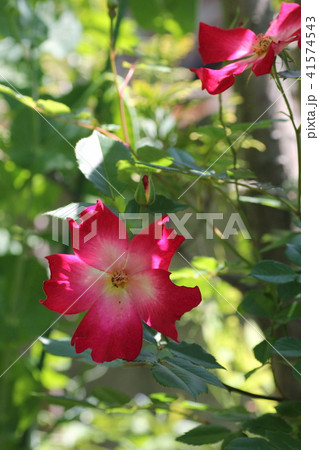 カクテル 41574543