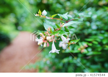 アベリア 41574544