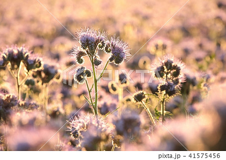 Lacy phacelia (Phacelia tanacetifolia) Lacy phacelia (Phacelia tanacetifolia) 41575456
