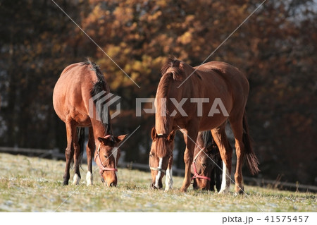 Grazing horses in late autumn 41575457