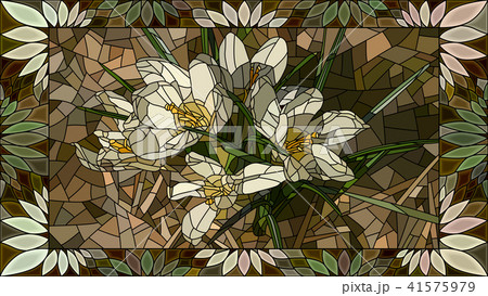 Vector illustration flowers of white crocuses. 41575979
