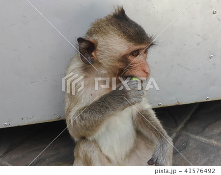 Monkey sit on the floor 41576492