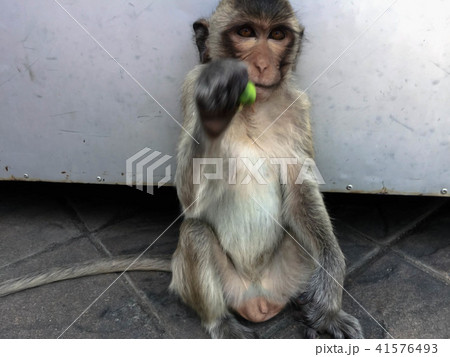 Monkey sit on the floor Monkey sit on the floor 41576493