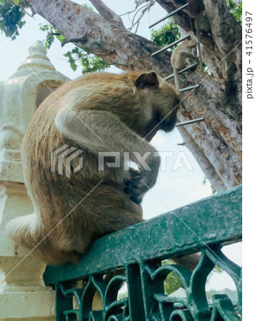 Monkey sit on the fench Monkey sit on the fench 41576497