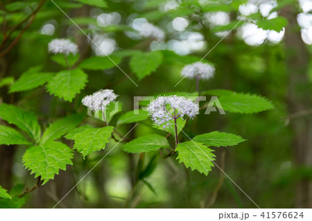 コアジサイ（5月） 41576624