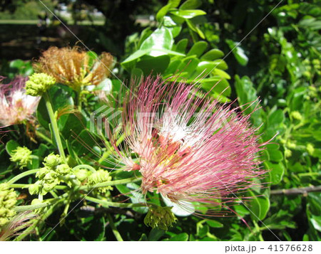 ねむの木の花 ねむの木の花 41576628